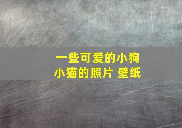 一些可爱的小狗小猫的照片 壁纸